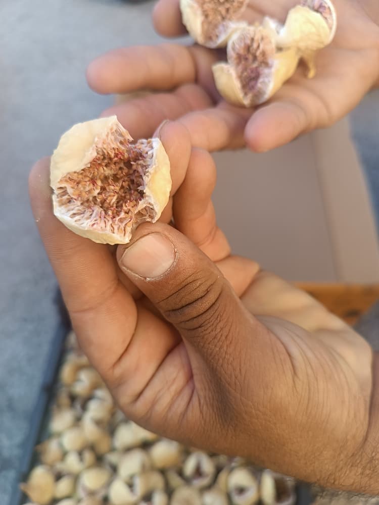 خرید انجیر خشک پرک استهبان + با کیفیت عالی